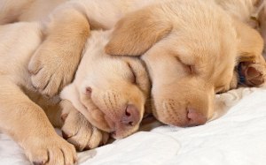 Best-Sleeping-Dog-Wallpaper-HD-0007